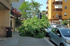Maltempo, le forti raffiche di vento sradicano un albero in via Gramsci