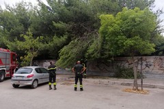 Piazza Cezza: caduto un grosso ramo spezzato da forte vento e incuria,a rischio i passanti