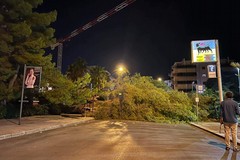 Grosso albero cade nella notte in via Malcangi, nessun danno a cose o persone