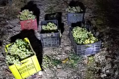 Le Guardie campestri sventano ripetuti furti d'uva: la gratitudine dei produttori