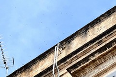 In centro a Trani, invasi dalle api, l'apicoltore: "Il Comune non mi ha mai pagato e non intervengo"