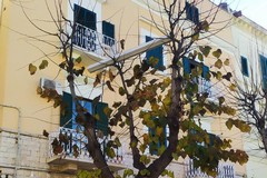 Bizzarri frutti d'inverno: una porta a soffietto tra i rami di un albero in piazza Sarro