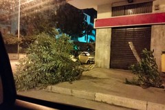 Raffiche di burrasca, molti danni: spezzato in due il tronco di un albero in Piazza Martiri di via Fani