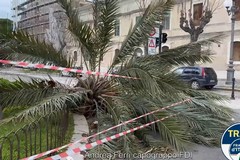 Verde pubblico, Ferri: «Chiedo una task force per monitorare la situazione delle palme»