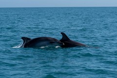Trani, la gara delle barche a vela e quei delfini sulla linea di partenza