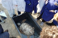 Gli studenti della Beltrani liberano due tartarughe in mare