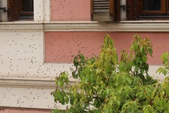 Sciame d'api invade corso Imbriani, tutto si risolve spontaneamente nel giro di poco tempo