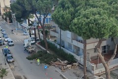 Albero caduto in via Malcangi è di proprietà condominiale, nel 2017 un'ordinanza del Comune