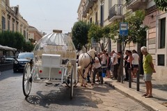 Cavallo in fin di vita su corso Vittorio Emanuele, traffico in tilt