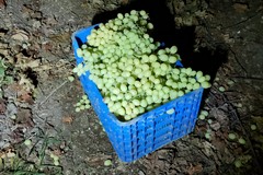 Nuovo furto d'uva pregiata  sventato dalle Guardie Campestri nella campagna di Trani