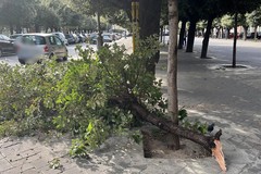 Forti raffiche di vento, grosso ramo si stacca da un albero in piazza della Repubblica