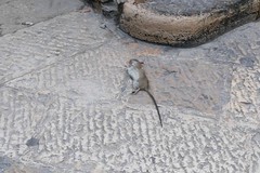 Sgradevole risveglio in via Ognissanti, tra topi morti e vivi