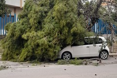 Tragedie sfiorate: due pini sradicati e caduti in strada su via Falcone e Via Borsellino