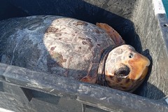 Per la "Earth hour" del Wwf a Trani liberazione in notturna delle tartarughe marine