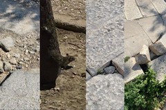 Trani, tra blatte, topi e strade disastrate: "Lo scaricabarile del Sindaco all'Acquedotto non rispetta i cittadini"
