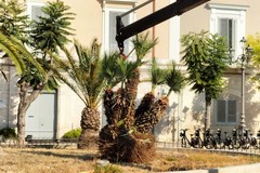 Verde pubblico, si continua con la piantumazione delle palme: oggi sette in piazza Plebiscito