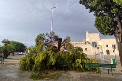 Maltempo a Trani, grosso ramo di pino cade sul piazzale del Monastero di Colonna