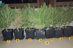 Adibisce la sua abitazione a serra per la produzione di marijuana, arrestato tranese dalla Polizia di Stato