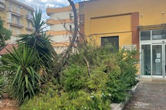 Maltempo, crolla grosso albero nell'ex ospedaletto di Trani: nessun danno e ferito