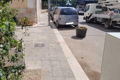 Trani, sempre meno verde: abbattuti due vecchi platani in via Elena Comneno