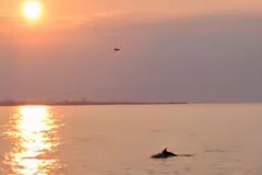 Il tramonto d'oro sulle rive di Trani tra delfini, gabbiani e sublime bellezza