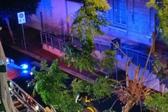 Albero inclinato dal vento in Corso Imbriani, intervento d’urgenza dei Vigili del Fuoco nella notte