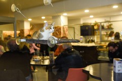 Gatti, amore e tanta tenerezza: aperto a Trani  il primo Cat Café in Puglia