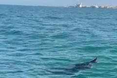 Uno squalo elefante lungo la costa di Trani: "È sofferente, se avvistato sia subito segnalato"