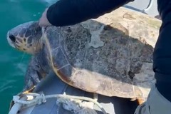 Mille tartarughe in tre anni: è record a Trani per i salvataggi del Wwf