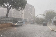Trani sferzata da una violenta grandinata, crollano due pini in via Papa Giovanni