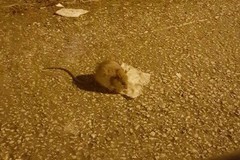 Quartiere Sant'Angelo invaso dai topi, è allarme
