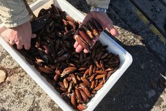 Pesca abusiva di datteri di mare, maxi operazione: 35 arresti