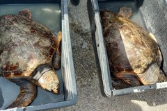 A Trani si celebra il mare: liberate due tartarughe "caretta caretta"