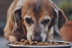 Torna a Trani  "Aggiungi un nonno a tavola": cibo gratis per un anno a chi adotta un cane o gatto anziano