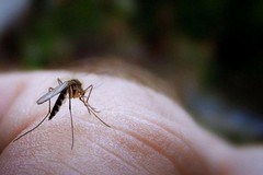 Clima, Coldiretti Puglia: 2020 anno più caldo, invasione insetti "alieni" per tropicalizzazione