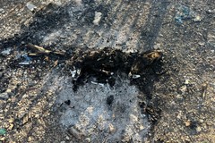 Orrore nella campagna di Trani: trovati i resti carbonizzati di un cane