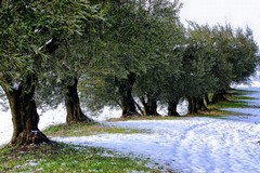 Maltempo, nevica in Puglia su uliveti e mandorli in fiore