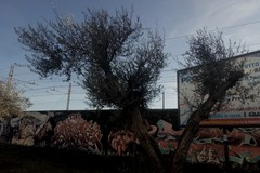Furto di olive in via Falcone, Mastrototaro: «Quegli ulivi erano oggetto di un progetto solidale»