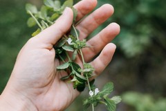 Prodotti naturali benefici per chi soffre di ansia e stress: ecco i principali