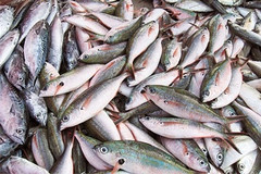 Promozione dei prodotti ittici a km zero, Di  Leo: «Approfittiamo dei contributi straordinari»