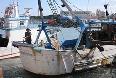 Maxi sequestro di pesce sul porto di Trani