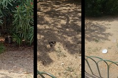 IReport | Piazza Martiri di Via Fani nel degrado: tra rifiuti, cibo avariato e topi scatta l'allarme dei residenti