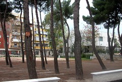Nuovi alberi in città, Trani ha bisogno di ossigeno: 10 in pagella per Branà e Di Lernia