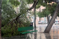 Crolla grosso ramo di albero in piazza Gradenigo, miracolosamente illeso un giovane