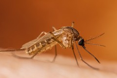 Accertato un caso di West Nile Disease a Trani, il sindaco firma ordinanza con urgenti misure di prevenzione