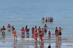 La danza dei delfini nel mare di Trani incanta ancora