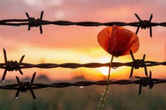 La Memoria non ha calendario. Oltre il 27 gennaio, nei versi di Cinzia Montedoro l'alba dei bambini della Shoah