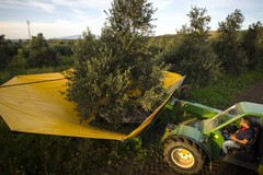 Disservizi nel sistema Seia, agricoltura in ginocchio: appello alla Regione