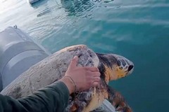 Trani - Liberazione di tartarughe marine