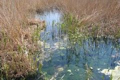 Trani celebra la Giornata Mondiale delle Zone Umide: oggi appuntamento a Boccadoro tra ecologia e sapori del territorio